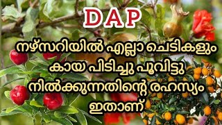 DAP ചെടികൾക്ക് ഈ വളം കൊടുത്താൽ ഉണ്ടാവുന്ന മാറ്റം നിങ്ങളെ അതിശയിപ്പിക്കും  DAP Fertilizer Malayalam [upl. by Nilyaj]