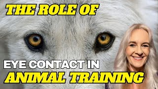 Exploring the Role of Eye Contact In Animal Training [upl. by Ynaffik]