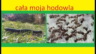 63 Cała moja hodowla terrarystyczna [upl. by Irac]