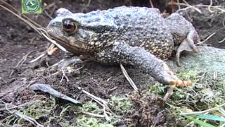 Bufo spinosus SAPO COMÚN [upl. by Chicoine]