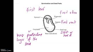 KS3 Science Seed Parts and Germination Process [upl. by Anagrom626]