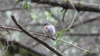 Redbreasted Flycatcher male in song  Forth  Scotland  11624 [upl. by Rivi]