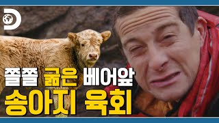 파타고니야 육회 한점 찔러봐라 🐮 쫄쫄 굶은 베어에게 육회 주는 라울좌 Man VS Wild [upl. by Nikola]