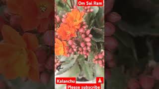 love Kalanchublossfeldiana🏵️👍🏻💮😊 subscribe me [upl. by Ydnys]