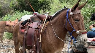 LA CAMILA VUELVE A LAS CABALGATAS SAN JOSÉ DEL LlANO 🐎 [upl. by Suu]