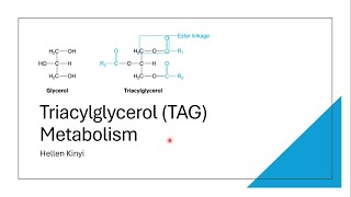 Triacylglycerol TAG Metabolism [upl. by Matteo]