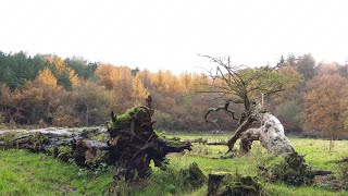 Delamere forest during autumn 🍂 [upl. by Spiegel]