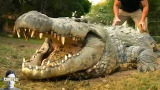 5 Maiores e Mortais Crocodilos do Mundo [upl. by Bob]