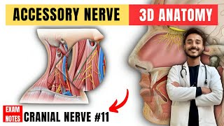 accessory nerve anatomy  11th nerve anatomy  cranial nerve anatomy [upl. by Halas]