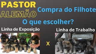 Comprar um filhote Linha de Exposição ou Trabalho [upl. by Kajdan367]