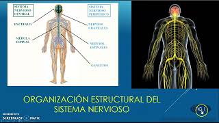 GENERALIDADES DEL SISTEMA NERVIOSO [upl. by Elicec]