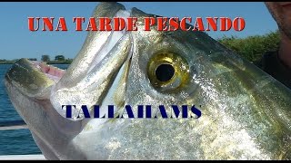 PESCANDO TALLAHAMS ENTRE AMIGOS  FISHING BLUEFISH [upl. by Odnomor]