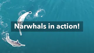 The firstever footage of Narwhals using their tusks for feeding [upl. by Onez]