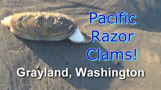 2023 Washington Razor Clamming [upl. by Carbo925]