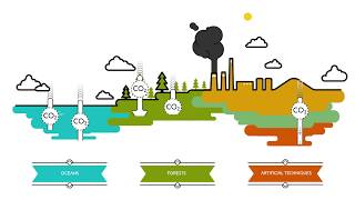 What are carbon sinks  Sustainability for all  ACCIONA [upl. by Llerdnod635]