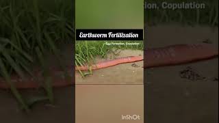 Earthworm fertilization Annelida Animation video NEET CBSE [upl. by Nohtanoj]