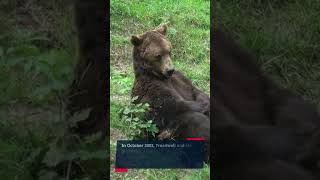 Grizzly Bear Attack  Timothy Treadwell [upl. by Elayor482]