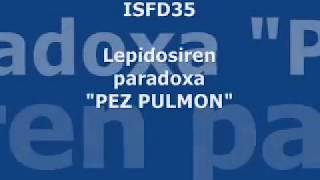 Lepidosiren paradoxa PEZ PULMON parte 23 [upl. by Molloy]