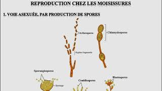 L1SA  Cours de Microbiologie Générale  Mycologie [upl. by Hewart]