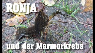 Ronja und der Marmorkrebs [upl. by Gildas]