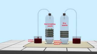 SEEDS respiration exp 01 Gas Exchange [upl. by Lema]