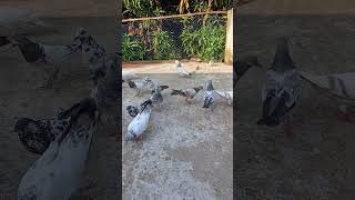 10 New Mukhi Pigeon 💞 Mukhi Kabootar Video Shorts [upl. by Toille]