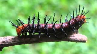 Butterflies life cycle  Tawny Coster Acraea terpsicore Srilanka [upl. by Norred]