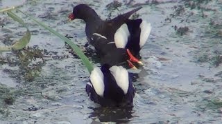 Common Moorhen [upl. by Enirehtac]