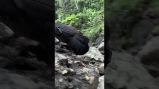 Gold Coast Hinterland  Purling Falls in Springbrook National Park My favourite walk ever [upl. by Vadnee834]