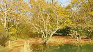 South Coast UK Stunning Views of Shoreline  Woodland Adventure with Soothing Music in 4K [upl. by Amaj]