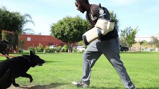 Where to find a trained Protection Dog  Wolfgang Expert Dog Training [upl. by Ahtreb]