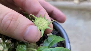 Dorstenia foetida launching seeds in slow motion [upl. by Carpenter]