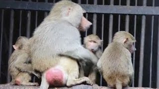 Mother Hamadryas Baboon Monkey is Hugging Her Child In Tbilisi Zoo  Cuteness Overload [upl. by Einatirb]