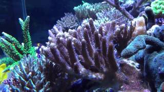 Flow on Millepora [upl. by Rysler]