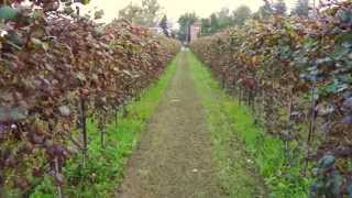 Learning About Lambrusco Wine at Garuti Winery [upl. by Alayne]