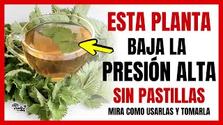 🔴✅ Planta para bajar la PRESIÓN ALTA de forma natural ➜ Como usarla y Tomarla [upl. by Noelyn]