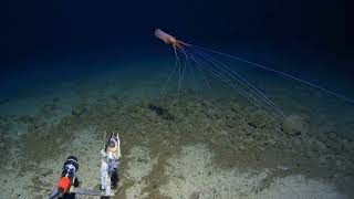 Magnapinna  Bigfin squid A rare sighting in the Tonga Trench [upl. by Youngman187]