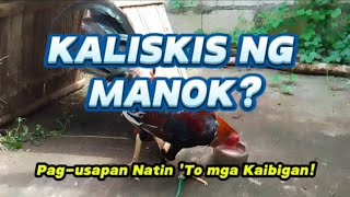 KALISKIS NG MANOK happiness backyardchicken backyardfarming [upl. by Nirb289]