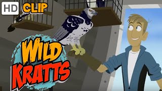 Wild Kratts  Cage Free [upl. by Assilem]