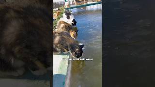 This winter the kittens will never be without hot water againshorts youtubeshorts shortvideo [upl. by Ellary]