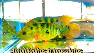 Amphilophus trimaculatus cichlid in my hatchery [upl. by Chemaram596]