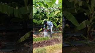 शेतकरी shetakari agriculture shetkari agriculturefarming farmer farming pushpa2 pushpa [upl. by Eah282]