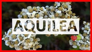 Aquilea – Origem Benefícios e Como Usar  Dicas de Saúde [upl. by Issy]