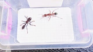 Myrmecia brevinoda Australia vs Paraponera clavata Ecuador 19052024 [upl. by Evilc433]