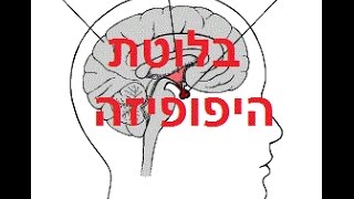 בלוטת ההיפופיזה בלוטת יותרת המוח הורמוני היפופיזה יותרת המוח הורמונים קובי עזרא [upl. by Swann99]