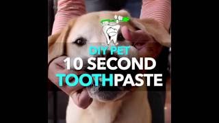 DIY ToothPaste for Pets  recommended by Dr Karen Becker [upl. by Auvil]