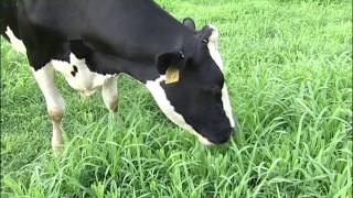 Tom Tranthams 12 Aprils Program Revolutionizing Dairy Grazing [upl. by Atenahs49]