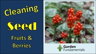 How to save seed from fruits amp berries  cleaning seed the easy way [upl. by Adelina]