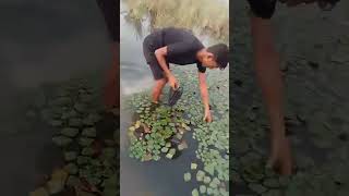 👉 Water caltrop sweet fruit farmer subscribe 👍 [upl. by Ineslta]