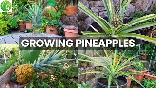 The Joy Of Growing Pineapples  How To Grow Pineapple Plants In Containers [upl. by Kano]